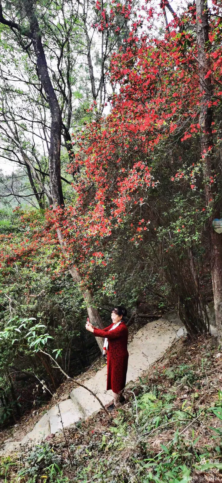 阳春三月揭西龙山风景区野生杜鹃花开了